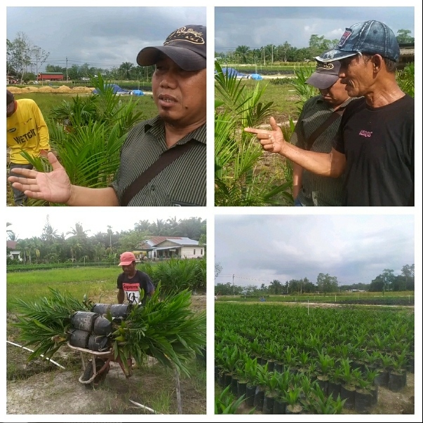 Bibit Kelapa Sawit Unggul dan Kualitas Terbaik Ada Disini