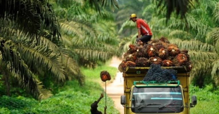 Harga TBS di Sumbar Tertinggi Nasional Rp. 3.663 per Kilogram