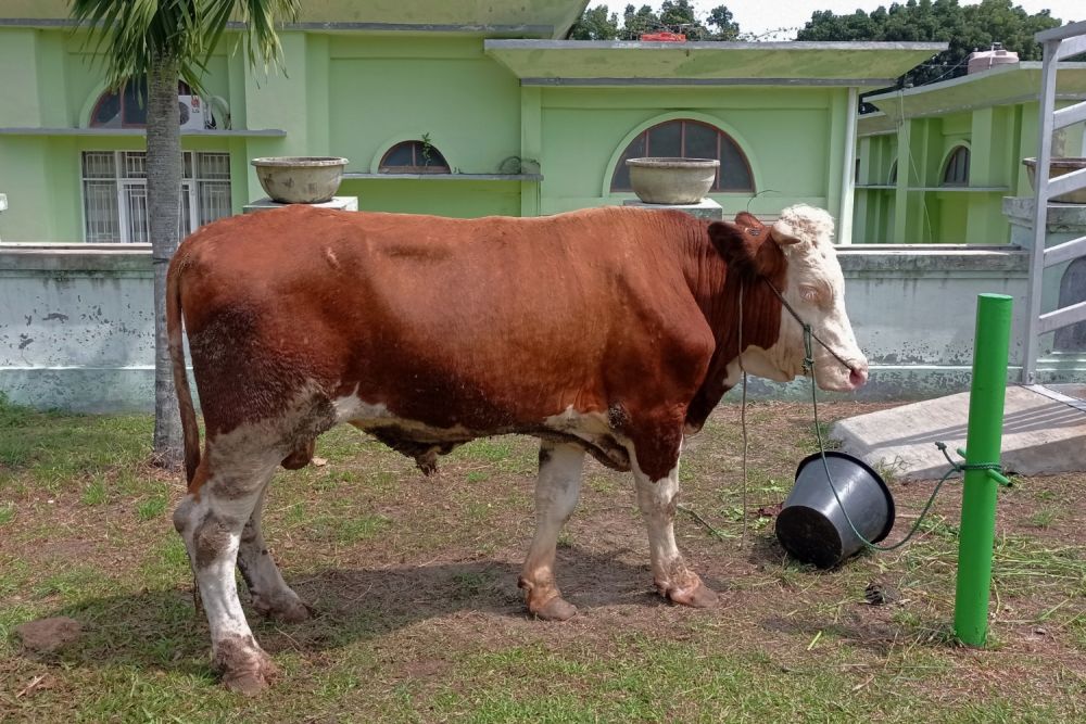 20 Sapi di Bengkalis dan Kampar Positif PMK, Totalnya Jadi 60 Terpapar