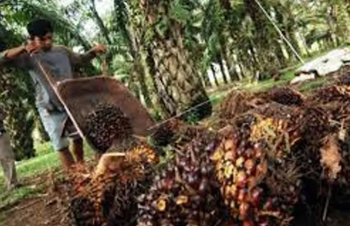 Harga sawit Riau naik Rp28,52 per kilogram