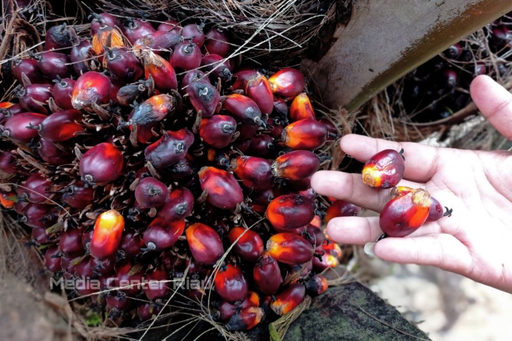 Kembali Pecah Rekor, Inilah Daftar Harga TBS Sawit Riau Seminggu ke depan