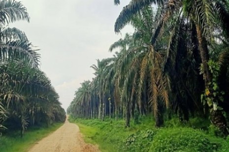 Serius Sikat Mafia Lahan Sawit di Riau, Pemprov Libatkan KLHK