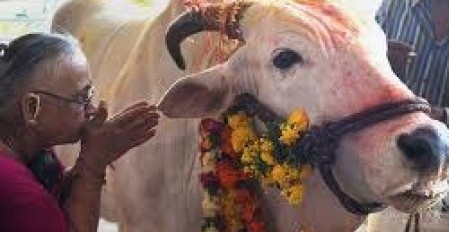 Pemerintah India Desak Warga Ganti Perayaan Valentine dengan Peluk Sapi
