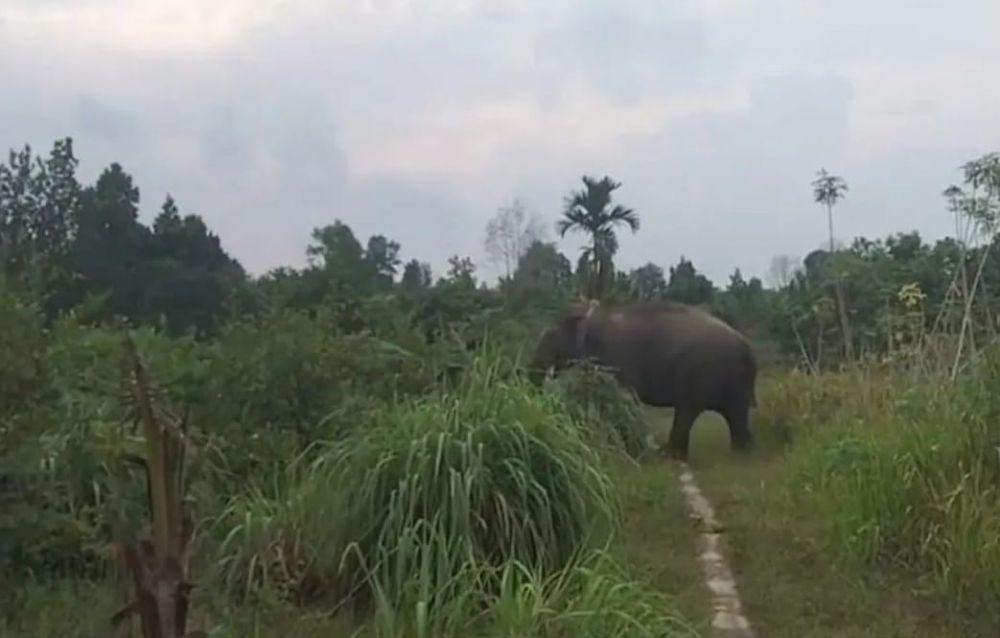 BBKSDA Riau Turunkan Tim Penggiringan Gajah Codet