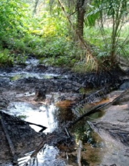 Masih Banyak Lahan Tercemar Limbah B3 CPI, Sugianto:Menteri Siti Jangan Diam