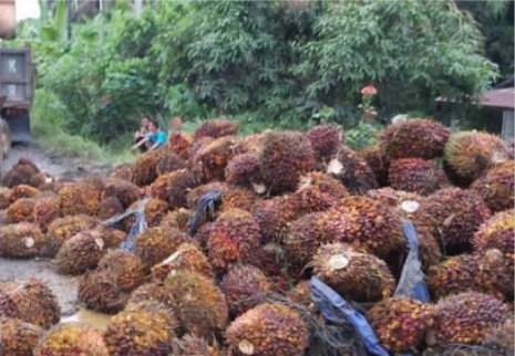 Harga Minyak Mentah Loyo, CPO Masih Cerah Pekan Ini