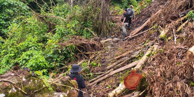 Modus Penjualan Ganja di Aceh: Dihanyutkan Lewat Aliran Sungai