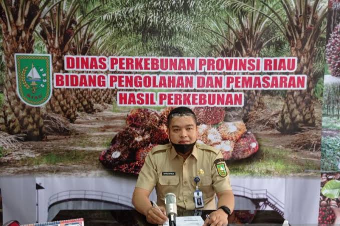 Ini Penyebab Sawit Riau Turun Lagi