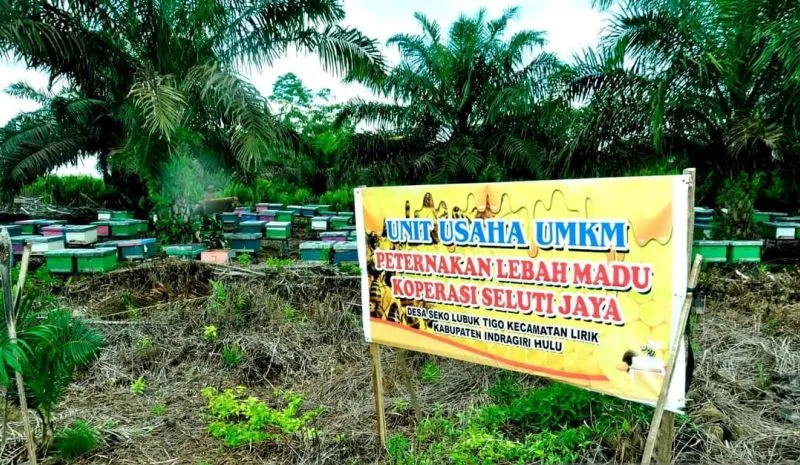 Panen Perdana 300 Kilogram Lebah Madu, Hasilnya Bantu Ekonomi Anggota