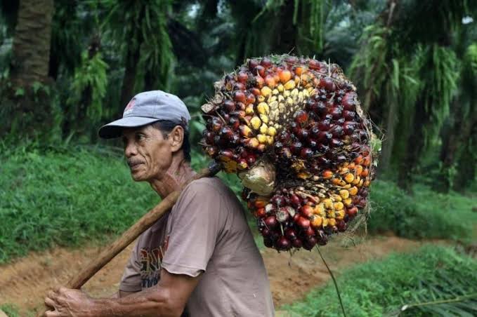 Berikut 5 Keuntungannya Bila Petani Sawit Swadaya Bergabung Ke Koperasi