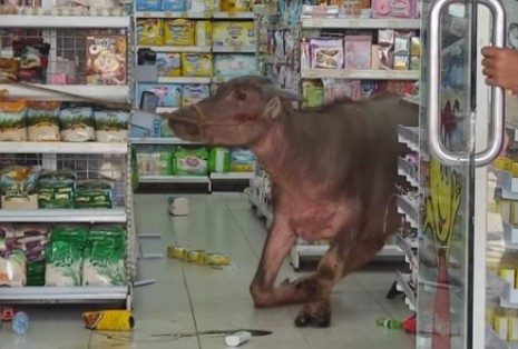 Kerbau Masuk Toko Indomaret, Ini Penampakannya