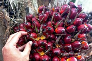 Tenang, Harga TBS Sawit di Riau Turun Tipis