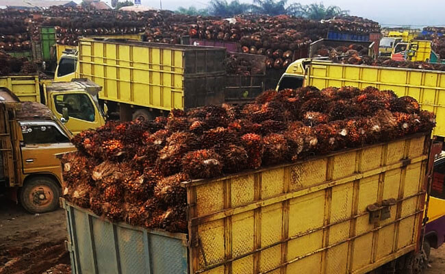 Perkebunan Sawit Indonesia-Malaysia Masuk Produksi Puncak, Harga CPO 2023 Bisa Terdampak