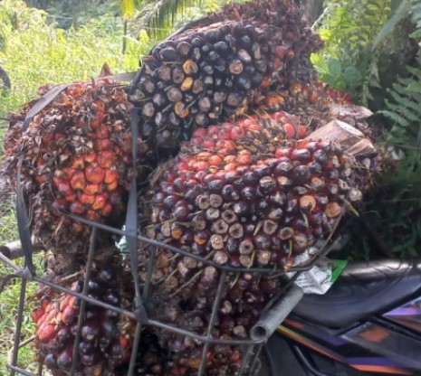 Harga Jual CPO Dua Perusahaan Jadi Penentu Harga TBS Sawit Mitra Swadaya di Riau