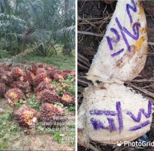 Satpam Ini Tak Patut Dicontoh,Ia Pagar Makan Tanaman,Curi TBS Di PTPN. V