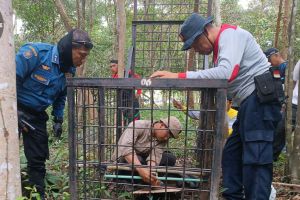 Penjelasan BBKSDA Riau So Harimau Masuk Kota