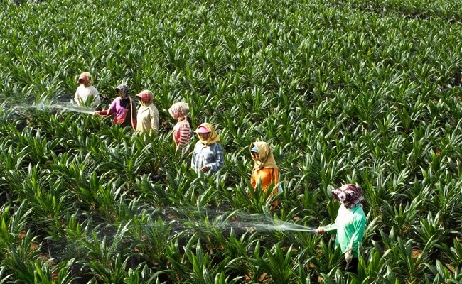 PTPN V Sediakan 400 Ribu Bibit Sawit Unggul untuk Petani