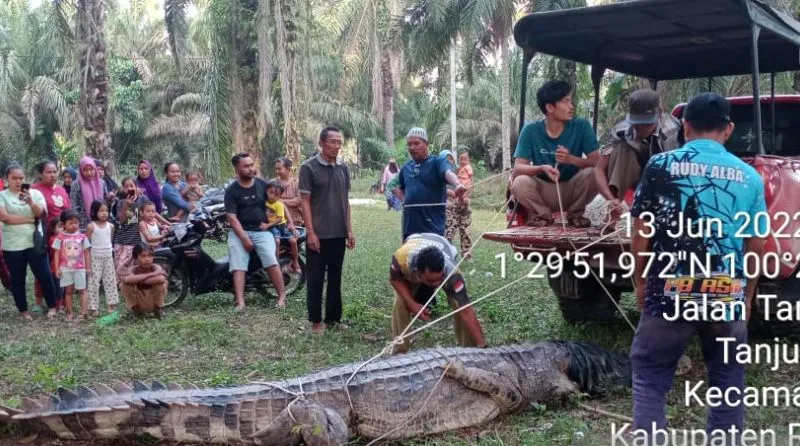 Buaya 4,4 Meter ditangkap Warga Rokan Hilir