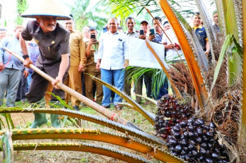 Kebahagiaan Petani Aceh, 600 Ha Sawit Program PSR Dipanen Perdana