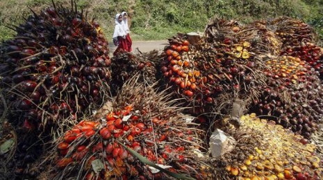 Jelang 2024, Harga Sawit Petani Swadaya di Riau Merosot