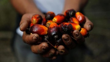 Gegara Negeri China, Harga CPO Ampuh Lagi