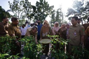 Diskominfotik Riau Sukses Panen 6,6 Kilogram Cabai