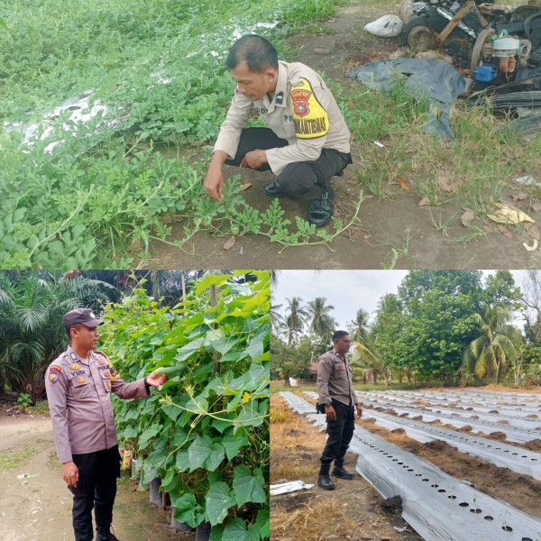 Mentimun, Cabai hingga Semangka, Lahan P2B di Rengat Barat Terawat dan Produktif
