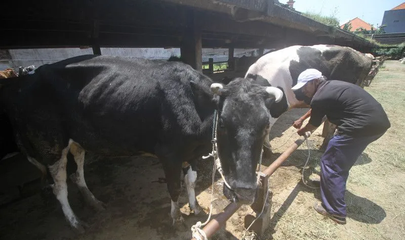 Stok Sapi Pekanbaru Menipis Dampak Distributor Lampung Tutup Pengiriman