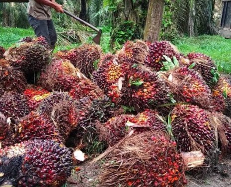 Bursa CPO Belum Berpengaruh Bagi Petani Sawit