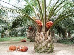 15 Manfaat Kelapa Sawit Bagi Kehidupan Manusia