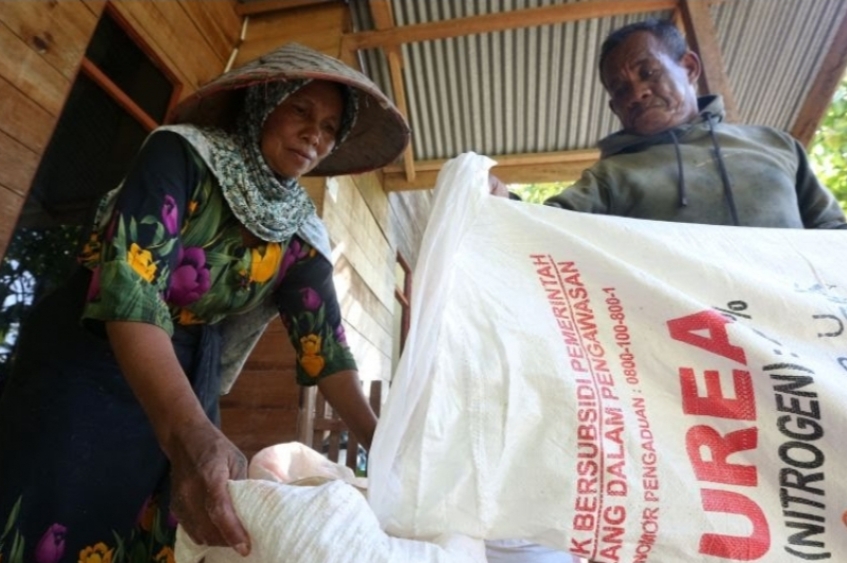 Harga Pupuk Meroket, Petani Tak Bisa Lakukan Perawatan