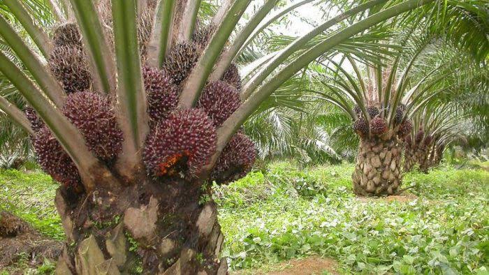 Pupuk Kimia Mahal, Kementan Sarankan Pakai Pupuk Organik Saja
