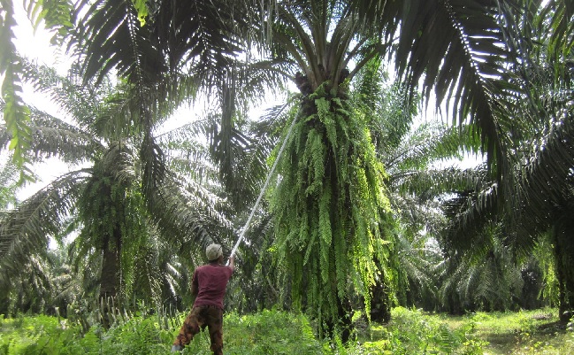 Batal Panen Sawit, Gegara Diteror Buaya