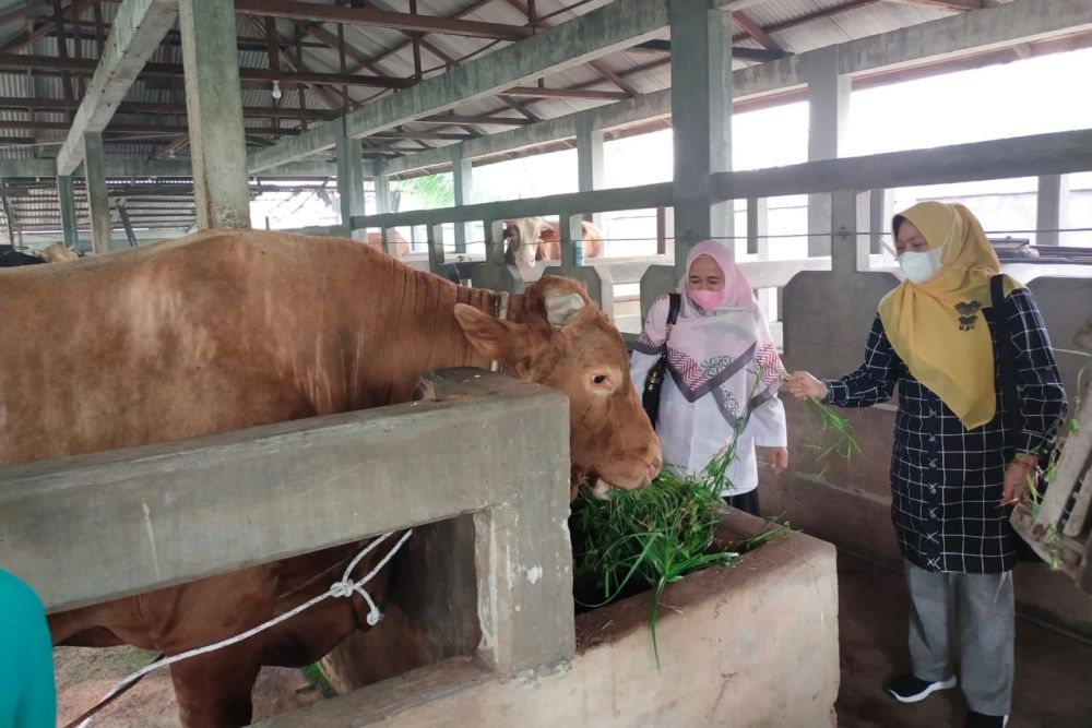 Alhamdulillah, Hewan Ternak Terpapar PMK di Riau Tinggal 719 Ekor