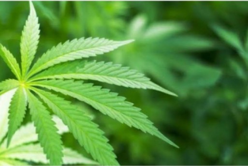 Gubri: Riau Harus Waspada, Thailand Bakal Legalkan Ganja