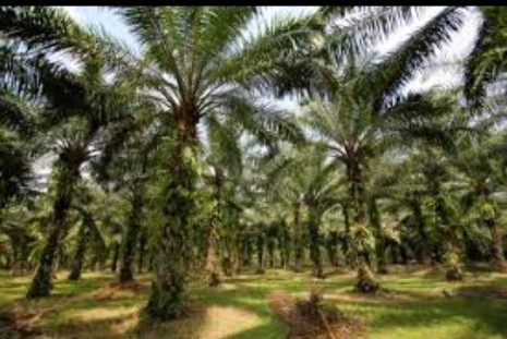 Realisasi PSR 2023 Hanya 29,2 Persen, Ini Kata Petani