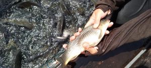 DKP Riau Sampaikan Hasil Uji Laboratorium Penyebab Ikan Mati di Waduk PLTA Kampar