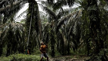 Petani Sawit se-Indonesia Bakal Demo Serentak Besok