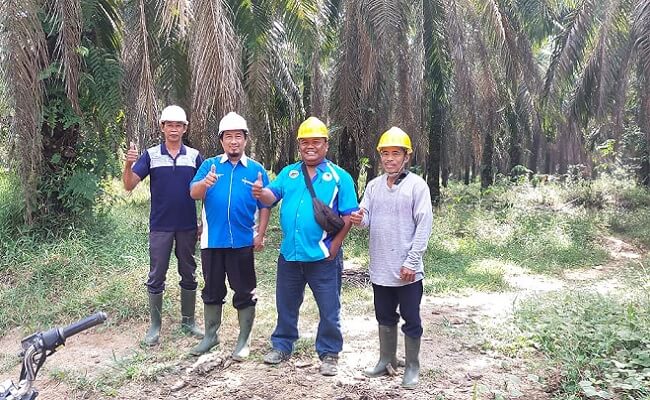 Petani Sawit di Sumsel Bertekad Bangun Pabrik Kelapa Sawit Mini