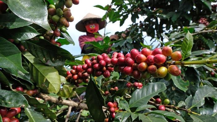 Wah, Kopi Arabica Gayo Harganya Tembus Rp.2,5 Juta per Kilogram