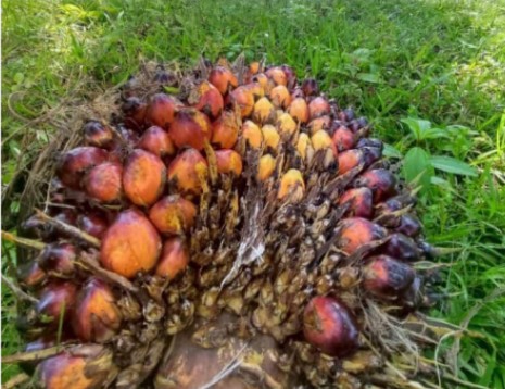 Segini Keuntungan yang Dinikmati Petani Sawit Sepekan Terkahir