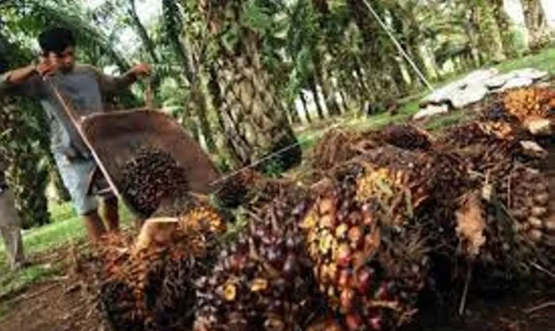 Pemrov Riau Dorong Pelaku Usaha dan Pekebun Sawit Ramah Lingkungan