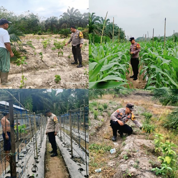 Pekarangan Jadi Lumbung Pangan, Bhabinkamtibmas Rengat Barat Pantau Langsung Kebun Warga
