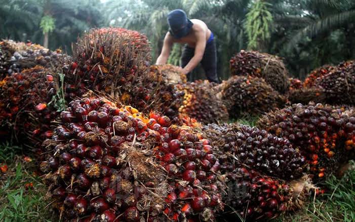 CPO Jambi Naik, Tembus di atas Rp16.000 per Kilogram