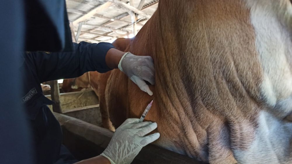 1.962 Sapi di Riau Telah Disuntik Vaksin LSD
