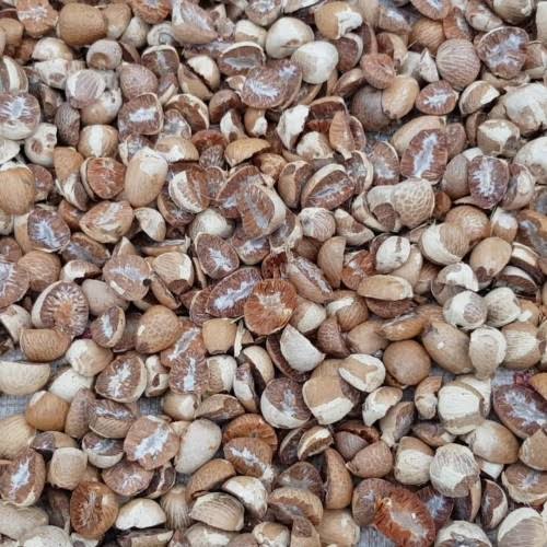 Harga Pinang Kering di Riau Naik Jadi Rp10.625 per Kg