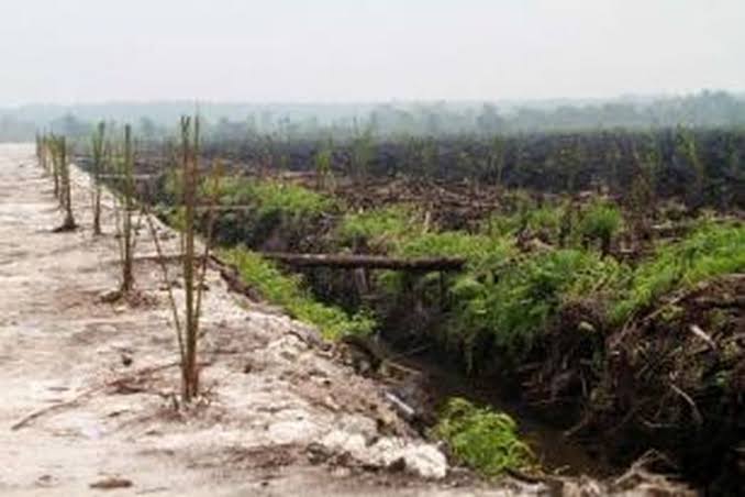 Pengelolaan Gambut Terbaik, Solusi Bagi Kebun Sawit Petani di Areal Gambut