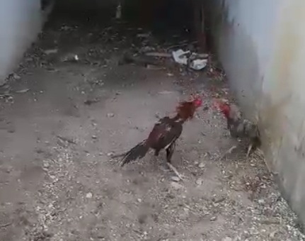 Effendi Sianipar Tegaskan Tidak Pernah Pelihara Ayam, Jangan Bawa Nama Dirinya