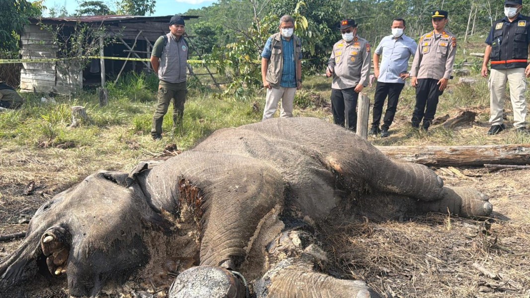 Irjen Herry Heryawan Pimpin Peninjauan Bangkai Anak Gajah di Taman Nasional Tesso Nilo, Forensik Turun Tangan