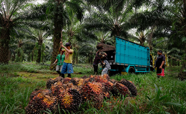 Pemerintah Dianggap Belum Peka Terhadap Petani Sawit